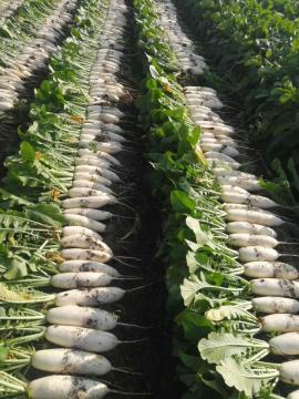Hot Selling Fresh White Radish