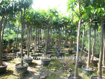 Mangos fruit trees for garden