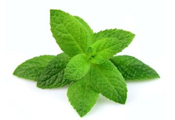 Peppermint Essential Oil 10ml