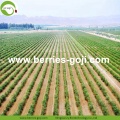 Factory Bulk Natural Packing Wolfberries