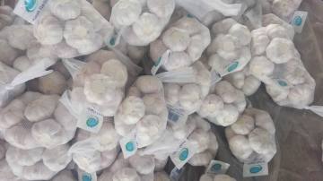 Professinal Exporter for Fresh pure white garlic