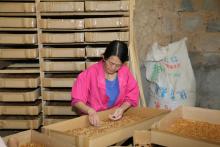 Bird Food Mealworm Dry Food For Pet