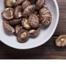 Cultivated edible fungus shiitake mushroom