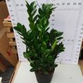 Zamioculcas zamiifolia 250 factory