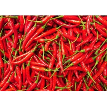 Chaotische chili 4-7cm 10kg