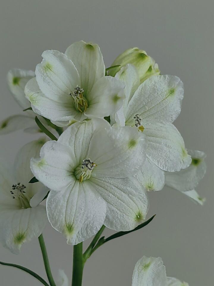 الدلفينيوم الأبيض الصغير White Little Delphinium