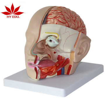 Cerebral Artery Head Anatomy Model