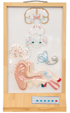 Auditory conductive electrical model