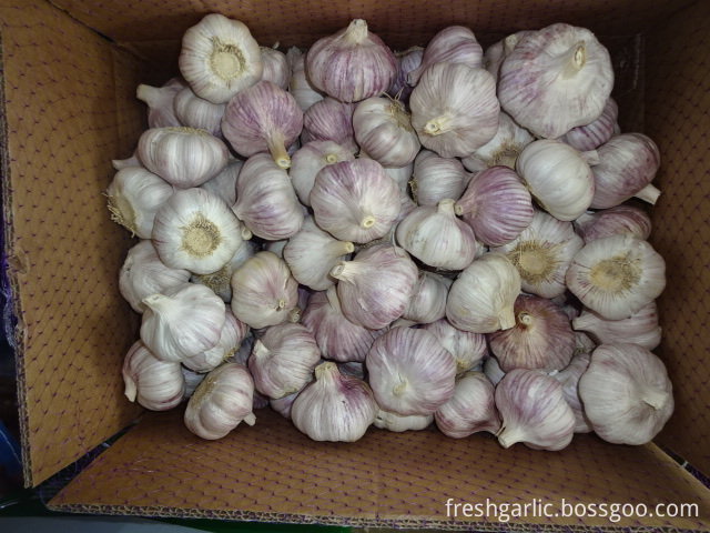 Frischer Knoblauch Bester Preis Fresh Garlic Best Price