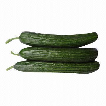 Fresh Gherkin Little Cucumber, Exclusive Quality, Natural Fresh in Season