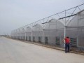 Gawang Gigi Ventilasi Gigi Multi Span Plastik Greenhouse