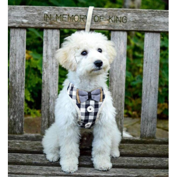 Arnés de cachorro pequeño con Bowtie