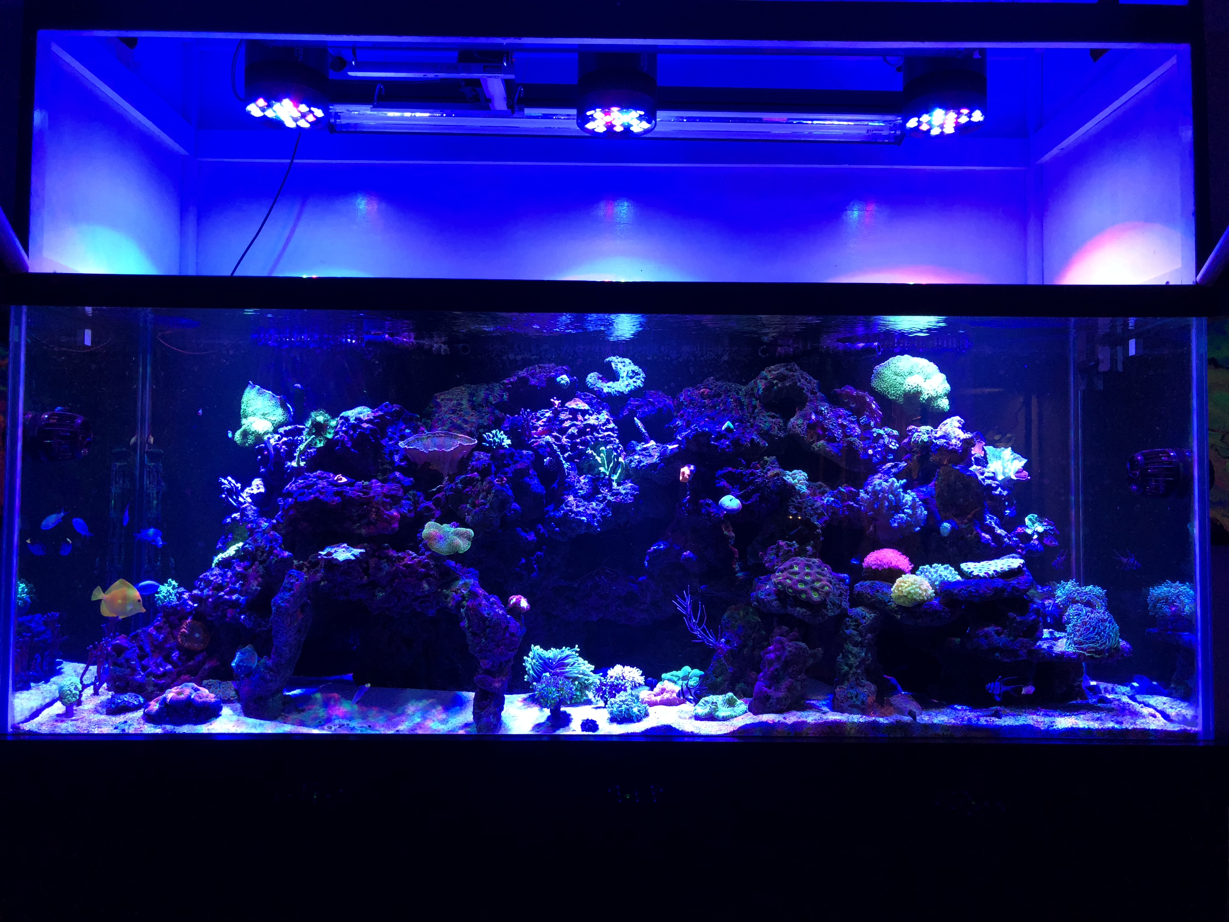 LED Coral Reef Light