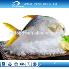 china seafood wholesale health iqf chinese pomfret