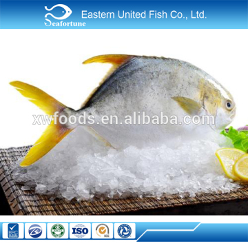 china seafood wholesale health iqf chinese pomfret