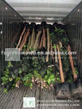 Ficus Religiosa Sacred Fig trees