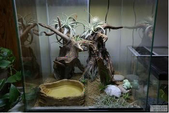 SHANDA aquarium accessories Aquarium Natural Roo