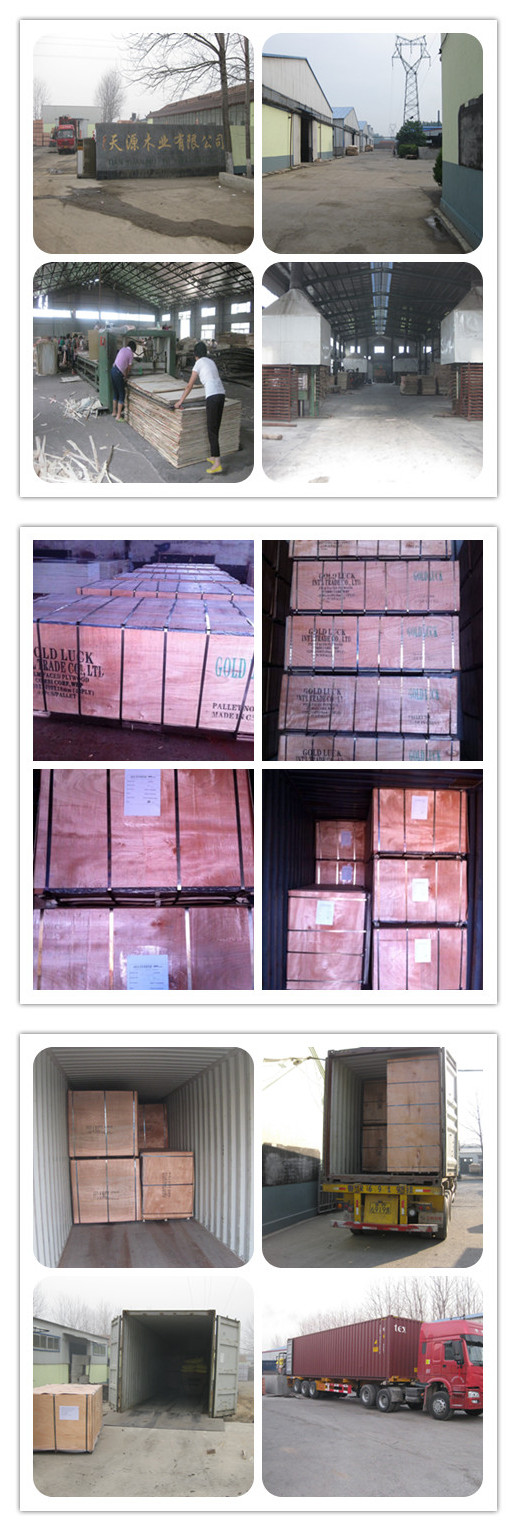 18mm Laminated Falcata Core Blockboard (Bintangor Okoume Keruing)