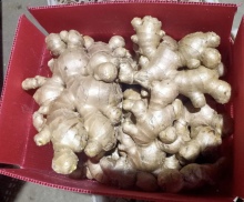 Hot Selling Ginger Good Quality Ginger Fresh and Semi Dried Full Dried Ginger