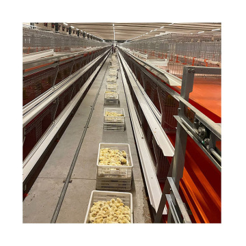 Low Price H-Type Chicken Pullet Breeding Cage for Baby Chicks