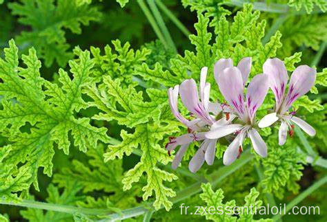 Huile essentielle de géranium d&#39;approvisionnement d&#39;usine Nouveau pour l&#39;aromathérapie