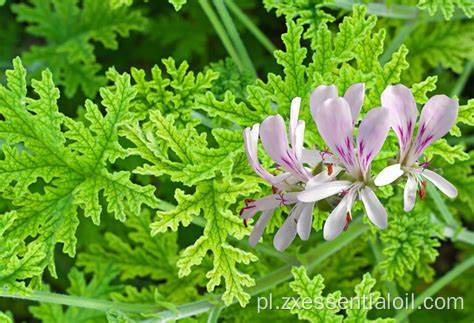 Dostawa fabrycznie olejku eterycznego Geranium Nowość do aromaterapii