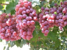 new fresh red grapes