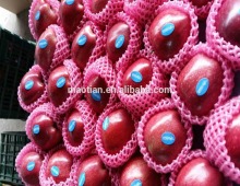 Professional Fresh Apple Exporter