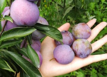 Delicious fruit dessert recipes