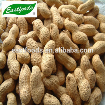 groundnut kernel in shell