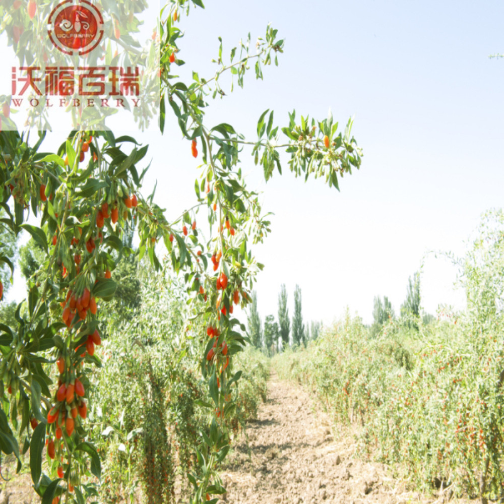 Le bacche di Goji possono prevenire la degenerazione visiva