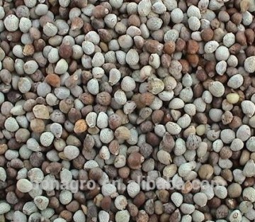 Fresh chinese perilla seeds