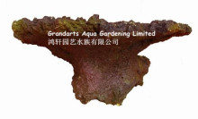 coral rock decoration