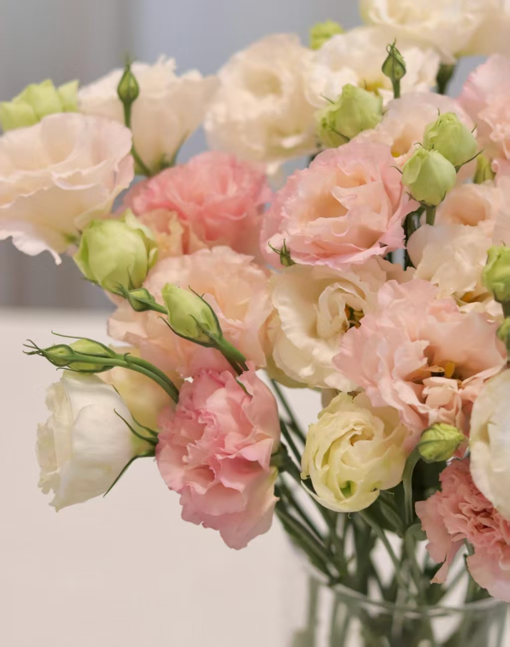 হালকা গোলাপী Lisianthus Light Pink Lisianthus