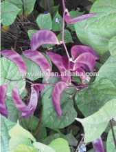 Lentil seeds For growing-Short Red Moon