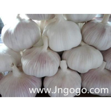 Chinese New Crop Fresh Good Quality White Garlic