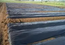 Agricultural black mulch film for Strawberries