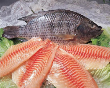 Quality Frozen Black Tilapia Fish WR Tilapia Sale