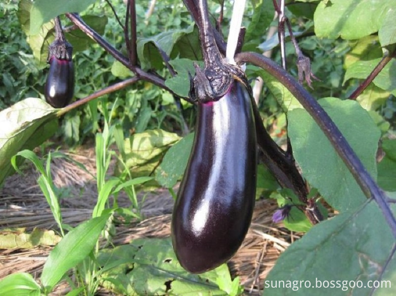 Healthy Organic Eggplant