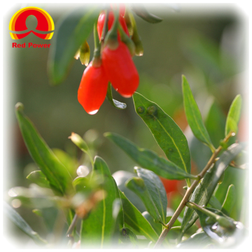Red Power QIZITO ningxia chinese wolfberry wolfberry dried fruits jinhua chinese wolfberry