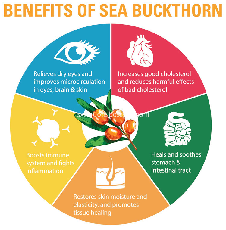 Benefits Of Seabuckthorn Extract