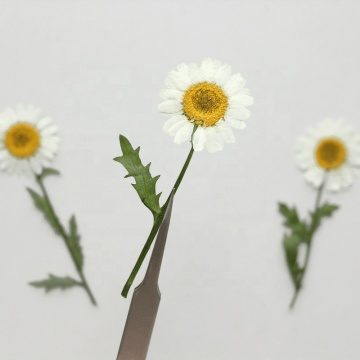Wholesale Dried Daisy Pressed Flowers with Stem for Resin Art and Crafts