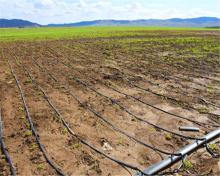 Drip Irrigation Pipe