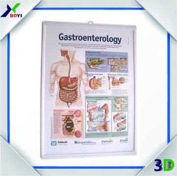 Wholesale High Quality custom embossed pvc 3d medical wall chart / 3d wall chart for hospital