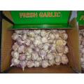 Fresh Normal White Garlic Hot Sale 2019
