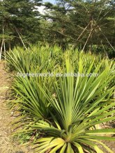 pandanus utilis palm trees