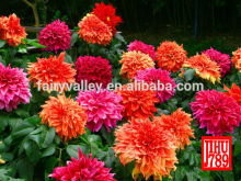 Gardening pompon seeds dahlia seeds for growing