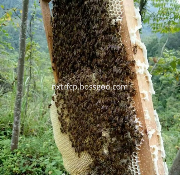 rape honey bees (2)