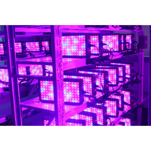 200 W LED rośnie światło do uprawy wewnętrznej Microgreens