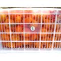 Ubora wa Juu wa Nanfeng Baby Mandarin Orange Export Price